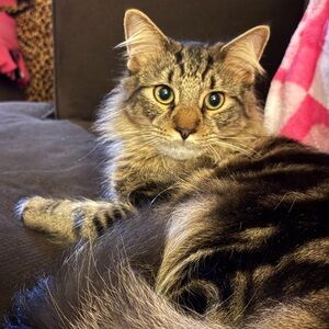 Help Stanley 🐾🩵